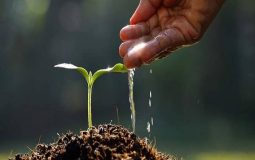 Water soluble fertilizer price – a good product for you